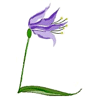 Lila Lilie, anklicken f�r  Animation