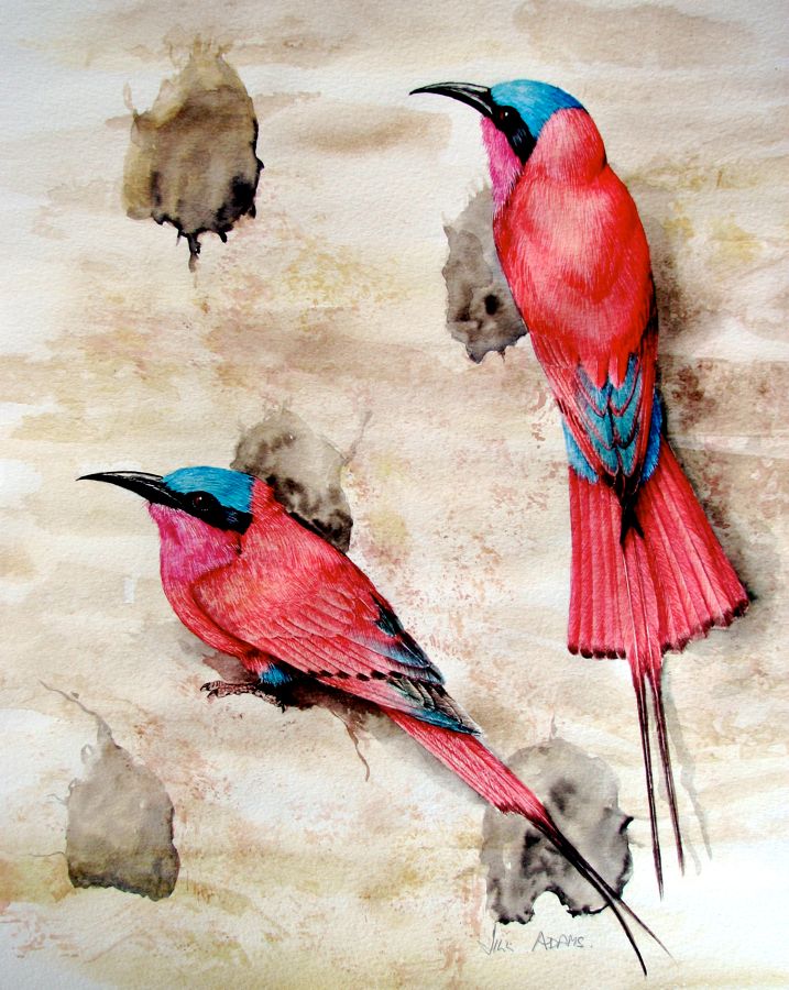 Southern Carmine Bee-eater 
