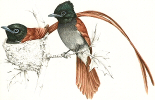 Paradise Flycatcher