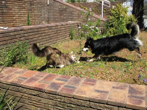 Harald and Nemo Breuer at play