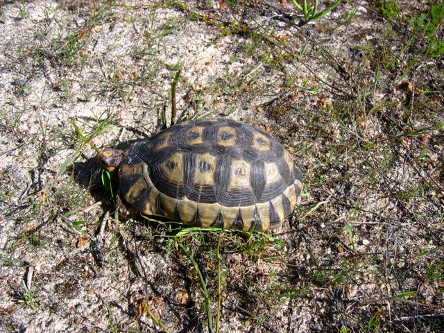 Angulate Tortoise