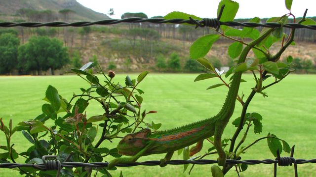 Cape Dwarf Chamaeleon