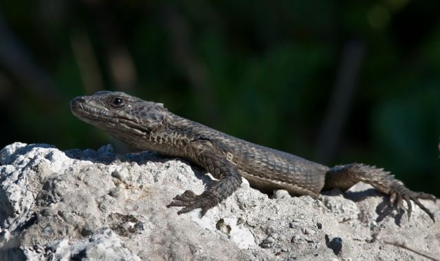 Black Girdled Lizard