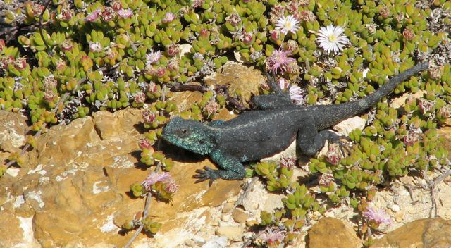 Male Southern Rock Agama during the breeding season
