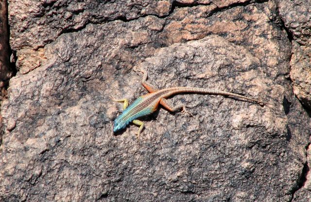 Augrabies Flat Lizard