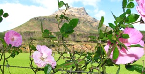 Find the 'Verkleuremannetjie'