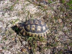 Angulate Tortoise