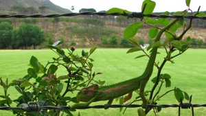 Cape Dwarf Chamaeleon