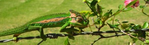 Chameleon of the day