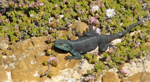 Male Southern Rock Agama during the breeding season