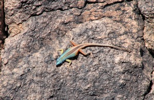 Augrabies Flat Lizard