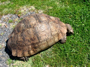 Leopard Tortoise