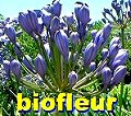 Developing plants with floricultural potential