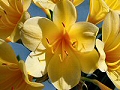 Propagators of mainly South African Bulb Flowers