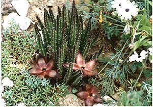 Stapelia