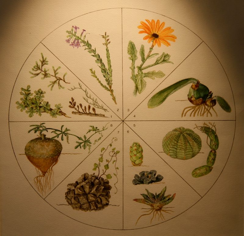 Various types of xerophytic plants