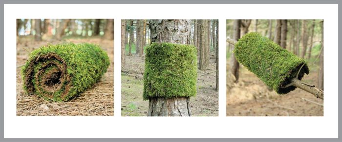 Cutting out a grass sod from the forest and attaching it to a tree