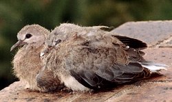 Laughing Doves