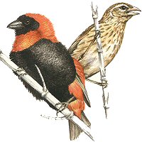 Southern Red Bishop