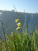 gelbe Gladiole