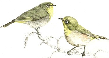 Cape White-Eye