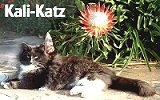 Breeders of Maine Coon and Norwegian Forest Cats in Cape Town